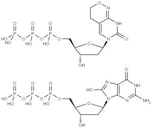 Fig. 1: Estruturas de dPTP e 8-Oxo-dGTP