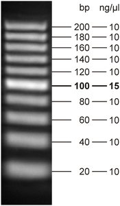 5 μl loaded onto 3.6 % agarose