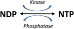 nucleoside diphosphate