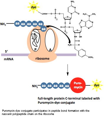 dC-Puromycin scheme