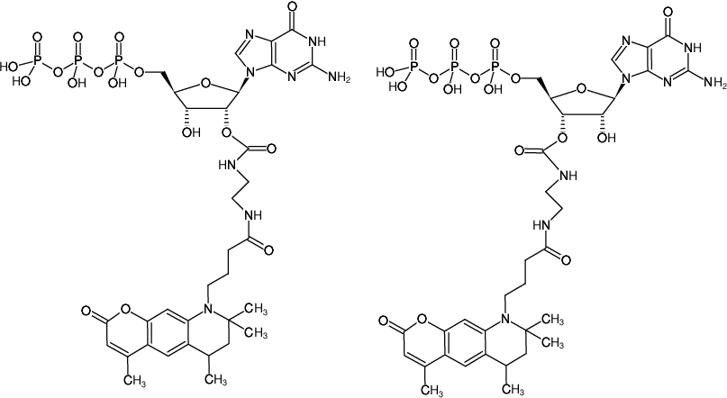 Structural formula of EDA-GTP-ATTO-390 (2'/3'-O-(2-Aminoethyl-carbamoyl)-Guanosine-5'-triphosphate, labeled with ATTO 390, Triethylammonium salt)