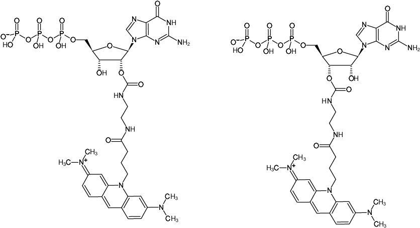 Structural formula of EDA-GTP-ATTO-495 (2'/3'-O-(2-Aminoethyl-carbamoyl)-Guanosine-5'-triphosphate, labeled with ATTO 495, Triethylammonium salt)