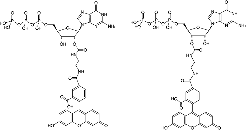 Structural formula of EDA-GTP-5-FAM (2'/3'-O-(2-Aminoethyl-carbamoyl)-Guanosine-5'-triphosphate, labeled with 5 FAM, Triethylammonium salt)