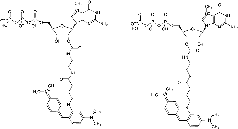 Structural formula of EDA-m7GTP-ATTO-495 (2'/3'-O-(2-Aminoethyl-carbamoyl)-7-methyl-guanosine-5'-triphosphate, labeled with ATTO 495, Triethylammonium salt)