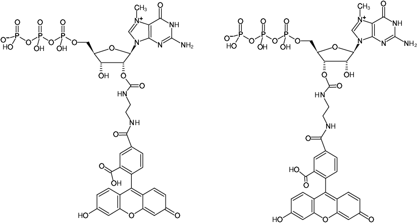 Structural formula of EDA-m7GTP-5-FAM (2'/3'-O-(2-Aminoethyl-carbamoyl)-7-methyl-guanosine-5'-triphosphate, labeled with 5 FAM, Triethylammonium salt)