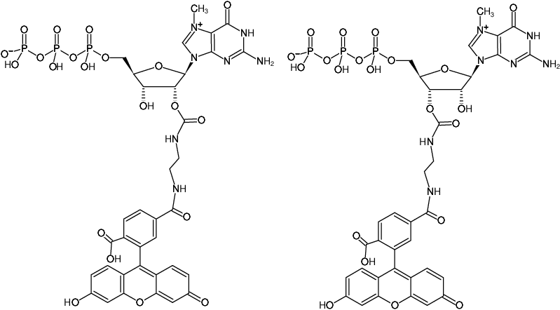 Structural formula of EDA-m7GTP-6-FAM (2'/3'-O-(2-Aminoethyl-carbamoyl)-7-methyl-guanosine-5'-triphosphate, labeled with 6 FAM, Triethylammonium salt)