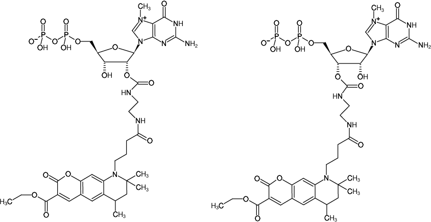 Structural formula of EDA-m7GDP-ATTO-425 (2'/3'-O-(2-Aminoethyl-carbamoyl)-7-methyl-guanosine-5'-diphosphate, labeled with ATTO 425, Triethylammonium salt)