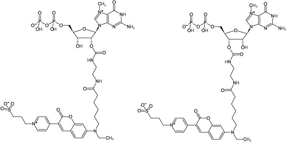 Structural formula of EDA-m7GDP-DY-485XL (2'/3'-O-(2-Aminoethyl-carbamoyl)-7-methyl-guanosine-5'-diphosphate, labeled with DY 485XL)