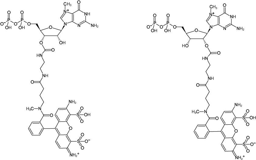 Structural formula of EDA-m7GDP-ATTO-488 (2'/3'-O-(2-Aminoethyl-carbamoyl)-7-methyl-guanosine-5'-diphosphate, labeled with ATTO 488, Triethylammonium salt)