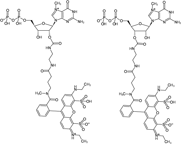 Structural formula of EDA-m7GDP-ATTO-532 (2'/3'-O-(2-Aminoethyl-carbamoyl)-7-methyl-guanosine-5'-diphosphate, labeled with ATTO 532, Triethylammonium salt)