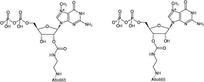 Structural formula of EDA-m7GDP-ATTO-665 (2'/3'-O-(2-Aminoethyl-carbamoyl)-7-methyl-guanosine-5'-diphosphate, labeled with ATTO 665, Triethylammonium salt)