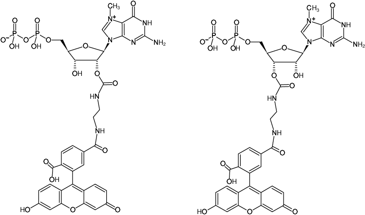 Structural formula of EDA-m7GDP-6-FAM (2'/3'-O-(2-Aminoethyl-carbamoyl)-7-methyl-guanosine-5'-diphosphate, labeled with 6 FAM, Triethylammonium salt)