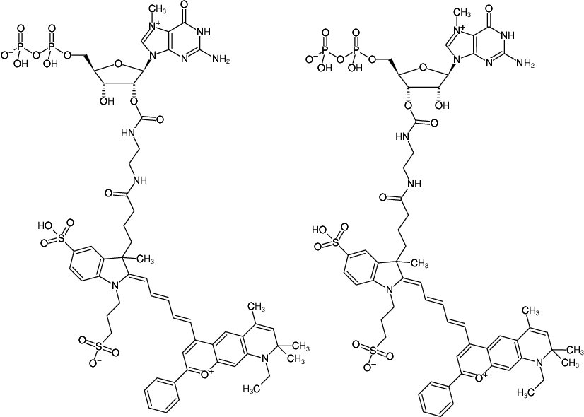 Structural formula of EDA-m7GDP-DY-776 (2'/3'-O-(2-Aminoethyl-carbamoyl)-7-methyl-guanosine-5'-diphosphate, labeled with DY 776)