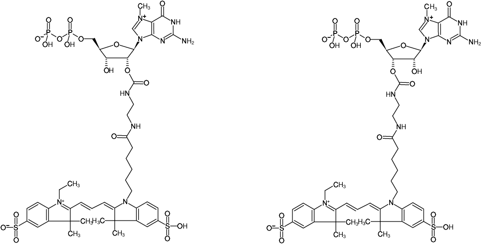 Structural formula of EDA-m7GDP-Cy3 (2'/3'-O-(2-Aminoethyl-carbamoyl)-7-methyl-guanosine-5'-diphosphate, labeled with Cy3)