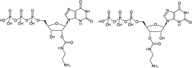 Structural formula of EDA-XTP (2'/3'-O-(2-Aminoethyl-carbamoyl)-Xanthosine-5'-triphosphate, Sodium salt)