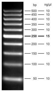 5 μl - 3.0 % agarose