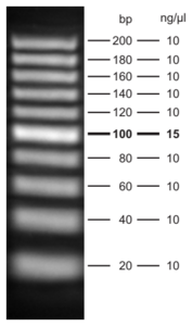 5 μl - 3.6 % agarose