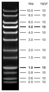 5 μl - 0.6 % agarose