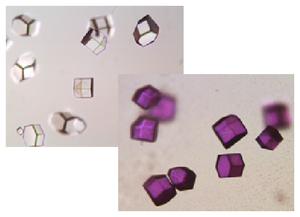 Unstained (A) and stained (B) protein crystals