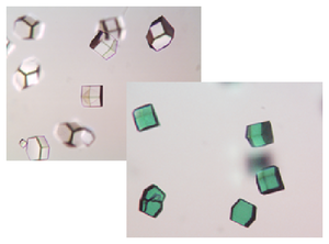 Unstained (A) and stained (B) protein crystals