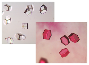 Unstained (A) and stained (B) protein crystals